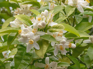 Orange Tree Blossoms. White Citrus Flowers in Spring Garden