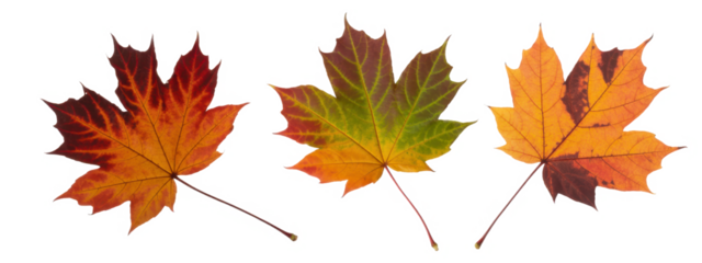 Three colorful maple leaves in autumn showcasing vibrant seasonal colors isolated on a white background