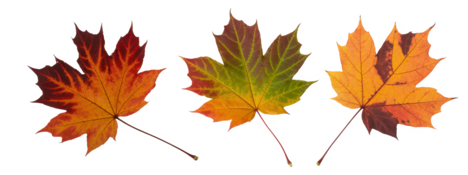 Three colorful maple leaves in autumn showcasing vibrant seasonal colors isolated on a white background