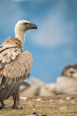 Griffon vulture (Gyps fulvus) photographed in Spain
