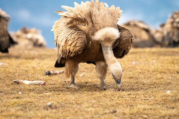 Griffon vulture (Gyps fulvus) photographed in Spain