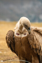 Griffon vulture (Gyps fulvus) photographed in Spain