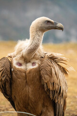 Griffon vulture (Gyps fulvus) photographed in Spain