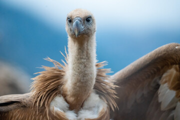 Griffon vulture (Gyps fulvus) photographed in Spain