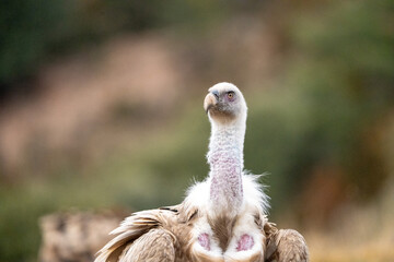 Griffon vulture (Gyps fulvus) photographed in Spain