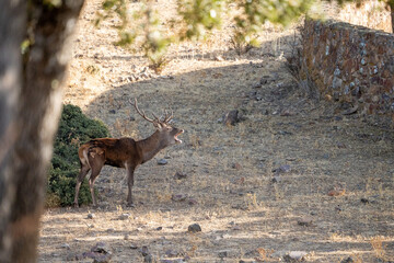 Red deer (Cervus elaphus) photographed in Spain