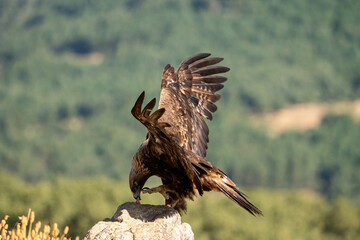 Golden eagle (Aquila chrysaetos) photographed in Spain