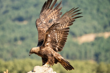 Golden eagle (Aquila chrysaetos) photographed in Spain