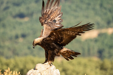 Golden eagle (Aquila chrysaetos) photographed in Spain
