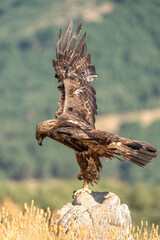Golden eagle (Aquila chrysaetos) photographed in Spain