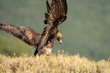 Golden eagle (Aquila chrysaetos) photographed in Spain