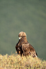 Golden eagle (Aquila chrysaetos) photographed in Spain