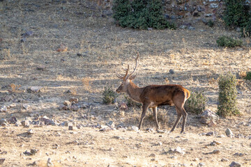Red deer (Cervus elaphus) photographed in Spain