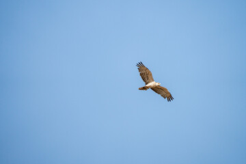 European short-toed eagle (Circaetus gallicus) photographed in Spain