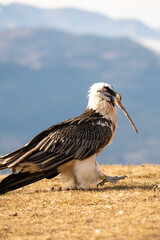 Bearded vulture (Gypaetus barbatus) photographed in Spain