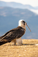 Bearded vulture (Gypaetus barbatus) photographed in Spain