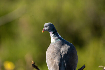 Wood pigeon (Columba palumbus) photographed in Spain