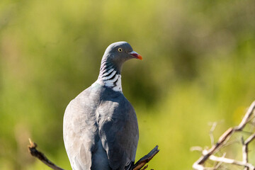 Wood pigeon (Columba palumbus) photographed in Spain