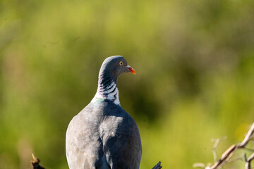 Wood pigeon (Columba palumbus) photographed in Spain