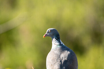 Fototapeta premium Wood pigeon (Columba palumbus) photographed in Spain