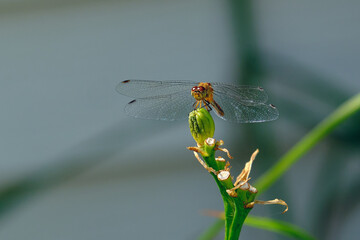 Frontal view of a female autumn meadowhawk dragonfly
