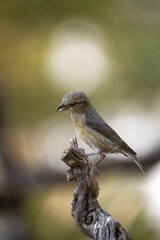 Obraz premium Common Crossbill (Loxia curvirostra) photographed in Spain