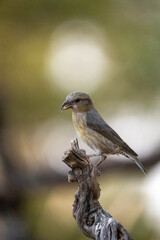 Common Crossbill (Loxia curvirostra) photographed in Spain