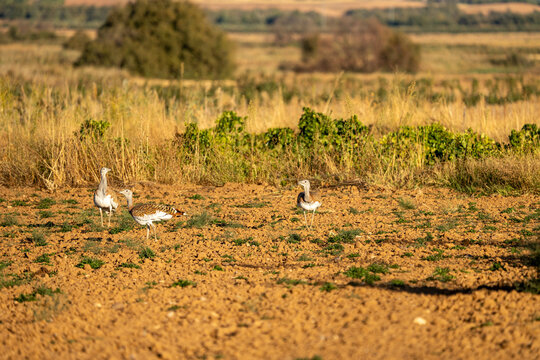 Eurasian Great Bustard (Otis tarda) photographed in Spain