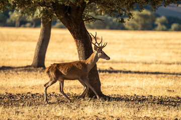 Red deer (Cervus elaphus) photographed in Spain