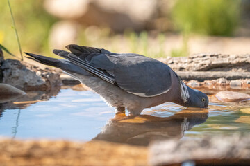 Wood pigeon (Columba palumbus) photographed in Spain