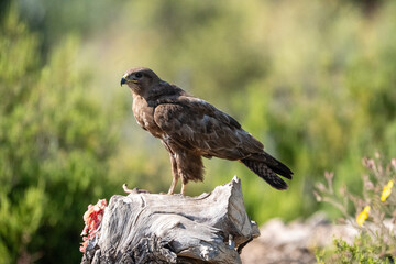 Common buzzard (Buteo buteo) photographed in Spain