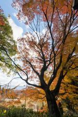Fototapeta premium 寺の紅葉（熊本県美里町）