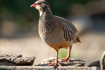 Red-legged partridge (Alectoris rufa) photographed in Spain