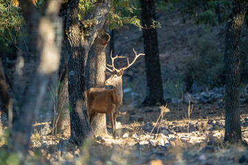 Red deer (Cervus elaphus) photographed in Spain
