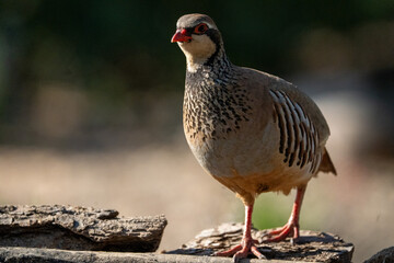 Red-legged partridge (Alectoris rufa) photographed in Spain