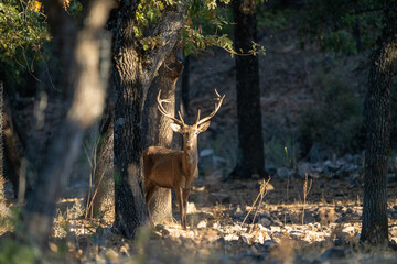 Red deer (Cervus elaphus) photographed in Spain