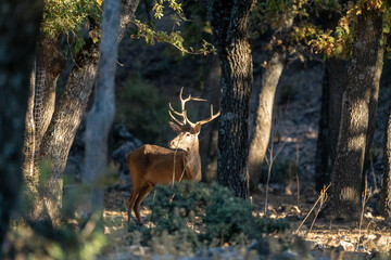Red deer (Cervus elaphus) photographed in Spain