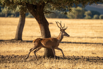 Red deer (Cervus elaphus) photographed in Spain