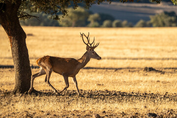 Red deer (Cervus elaphus) photographed in Spain