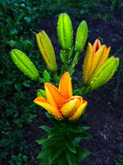 Orange lily bloom covered in evening raindrops