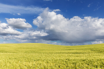 Blauer Himmel mit hellen und dunklen Wolken &uuml;ber einem Gerstenfeld im Fr&uuml;hling bei Rerik in Mecklenburg-Vorpommern, Deutschland.