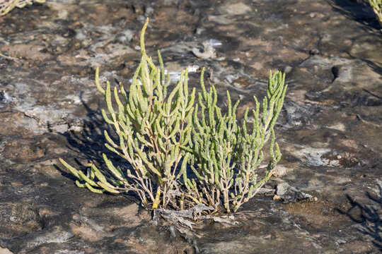 Queller (Salicornia europaea agg.) im Wattenmeer der Nordsee bei Niedrigwasser mit Salzablagerungen.