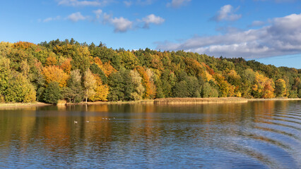 Wald im Herbstlaub im Naturschutzgebiet Dummersdorfer Ufer an der Trave bei Lübeck in...