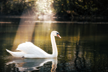 Fototapeta premium Cygne