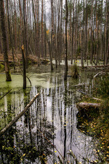 Forest swamp with trees and green water surface, autumn landscape background in Poland