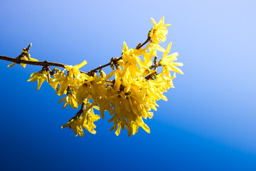 Forsythia