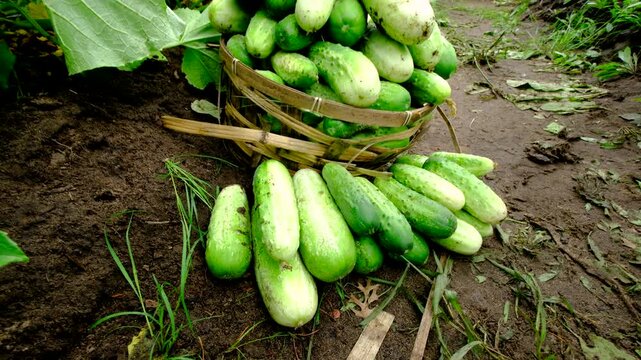 Revealing shot of  overfilled wicker basket of freshly harvested organic gherkin cucumbers and moving camera away showing more blooming plant tangled to trellis