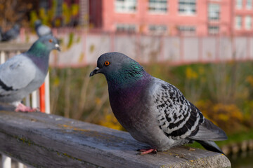 Urban pigeons perching on a wooden railing in an autumn city park. Close-up portrait of a rock dove with iridescent feathers and a flock of birds on a blurred city background.