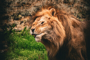 Funny lion shaking water off in nature