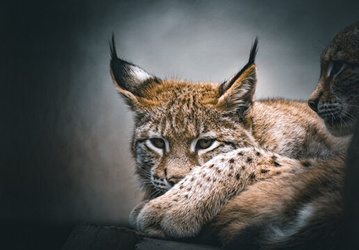 Eurasian lynx resting peacefully with focused eyes in soft light